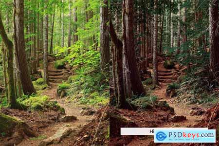 20 Forest Tones Lightroom Presets and LUTs