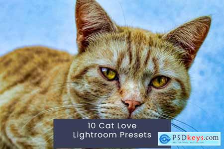 10 Cat Love Lightroom Presets