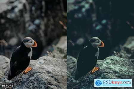 Bird Photography Wildlife Lightroom Presets