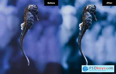 6 Seahorse Lightroom and Photoshop Presets