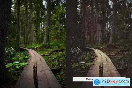 20 Forest Mood Lightroom Presets and LUTs