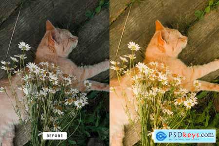 Dreamy Film Lightroom Presets