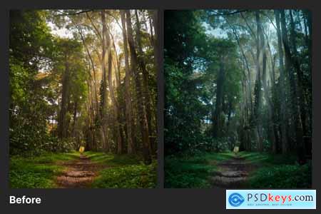 Forest Matte Lightroom Preset