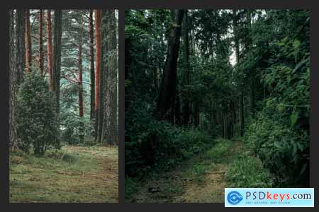 Forest Matte Lightroom Preset