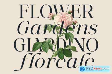 MoreLight  Elegant Display Serif Logo Font